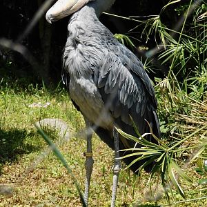 Shoebill (Balaeniceps rex) May 3, 2025