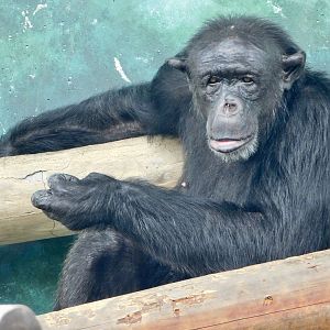 Chimpanzee (Pan troglodytes) August 2, 2025