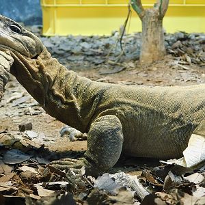 Rosenberg's monitor (Varanus rosenbergi) August 2, 2025