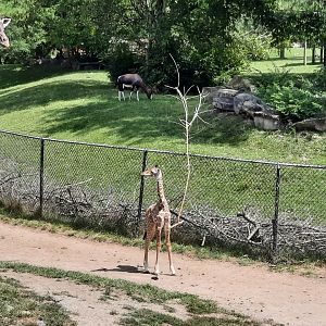 Masai Giraffe Calf