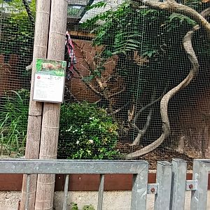 right part of Ring tailed Vontsira enclosure