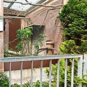 left part of Ring tailed Vontsira enclosure