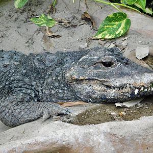 West African Dwarf Crocodile (Osteolaemus tetraspis) April 12, 2025