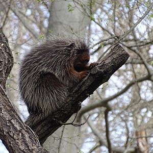 North American tree porcupine (Erethizon dorsatum)
