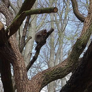 North American tree porcupine (Erethizon dorsatum)