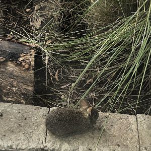 Juvenile Volcano Rabbit
