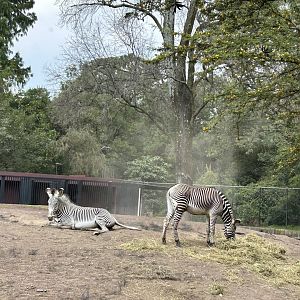 Grevy s zebras