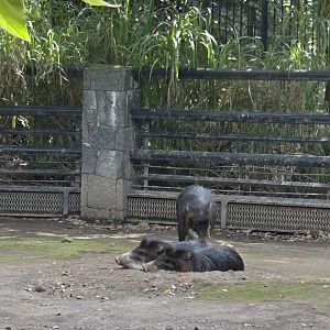 White lipped pecarry