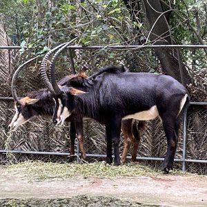 Sable antelope