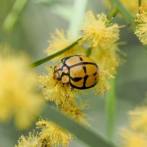 Tortoise-shelled Ladybird, Harmonia testudinaria