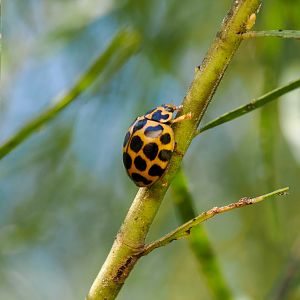 Large Spotted Ladybird, Harmonia conformis