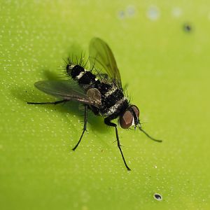 Trigonospila cingulata