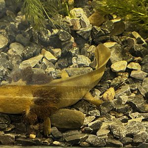Lake Patzcuaro Axolotl