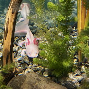 Lake Xochimilco Axolotl