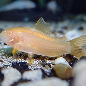 Albino Gold Laser Cory (Osteogaster sp. CW010 var.)