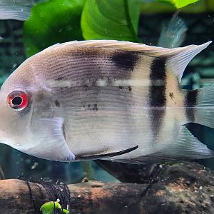 Panda Uaru (Uaru fernandezyepezi)