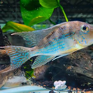Geophagus mirabilis