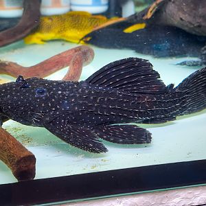 Polka-dot Cactus Pleco (Pseudacanthicus sp. "L097")