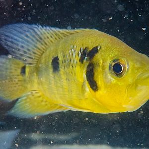 Krauss' Basketmouth (Caquetaia kraussii)