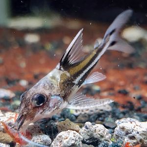 Three-spot Mouse Catfish (Tenellus trimaculatus)