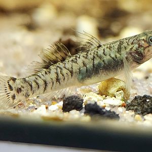 Yellow-striped Mud Goby (Mugilogobius chulae)