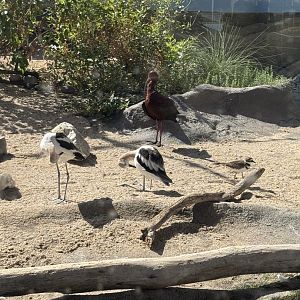 White-faced ibis, American Avocet, Killdeer
