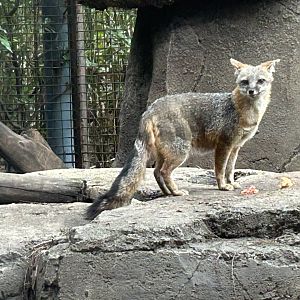 Mexican grey fox