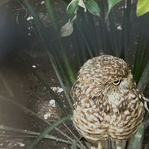 Mexican burrowing owl