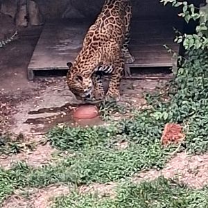 Jaguar licking a frozen watermelon for World watermelon day