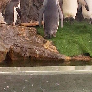 King penguins and one gentoo penguin