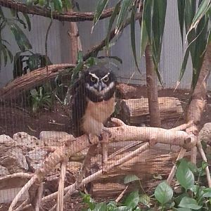 Spectacled owl