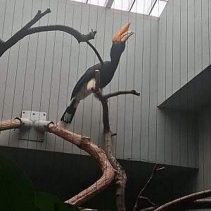 Rhinoceros hornbill