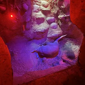 Aardvark Den - African Journey