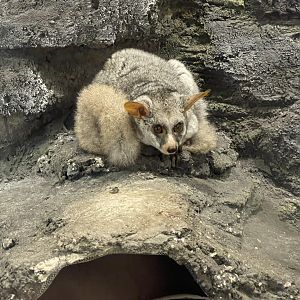 silvery greater galago (otolemur crassicaudatus monteiri)