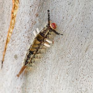 Painted Pine Moth, Orgyia australis