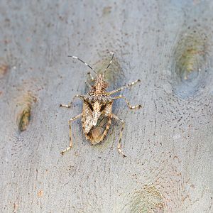 Bromocoris souefi