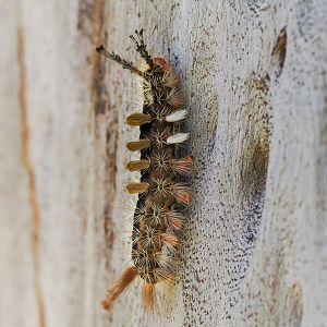 Painted Pine Moth, Orgyia australis