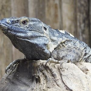 Mexican Spiny-tailed Iguana (Ctenosaura pectinata) August 4, 2025
