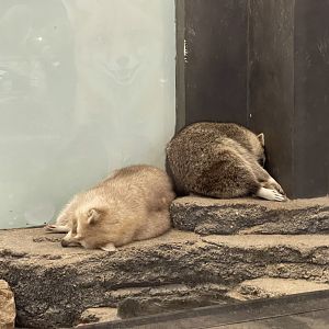 common raccoon (procyon lotor)