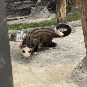 pied-morphed common palm civet (paradoxurus hermaphroditus)