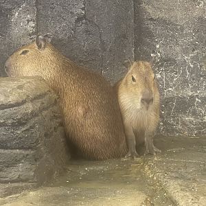 capybara (hydrochoerus hydrochaeris)