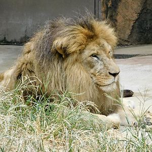 Male African Lion (Panthera leo) August 2, 2025