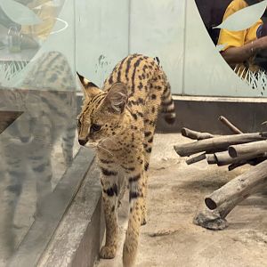 serval (leptailurus serval)