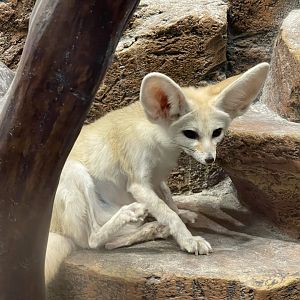 fennec fox (vulpes zerda) (1)