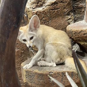 fennec fox (vulpes zerda) (2)