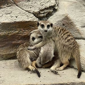 meerkat (suricata suricatta)