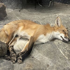 red fox (vulpes vulpes)