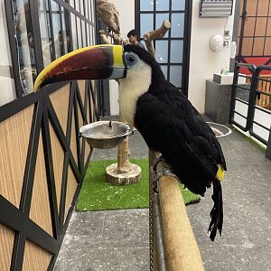 white-throated toucan (ramphastos tucanus)