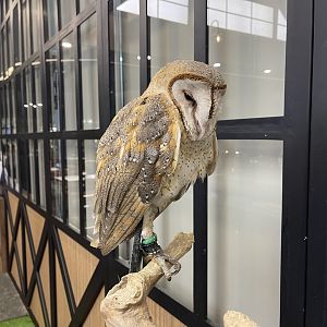 eastern barn owl (tyto javanica)