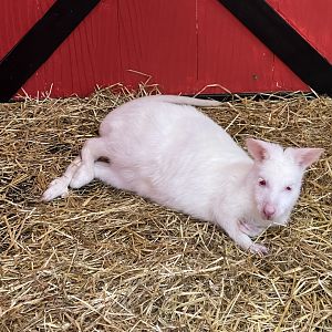 albino red-necked wallaby (notamacropus rufogriseus) (1)
